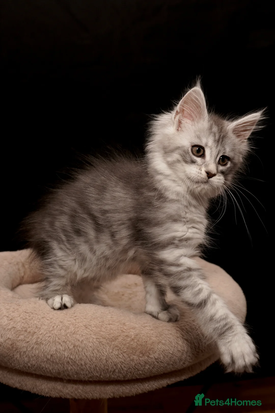 Maine Coon cats for sale: Black Silver classic tabby Mainecoon kittens - Advert 16