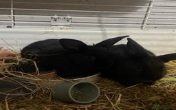 Mini Lion Lop rabbits for sale: lionlop baby bunny’s  - Image 17
