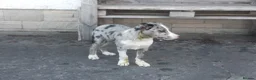 Border Collie dogs for sale: Border Collie pups for sale in Carmarthen - Advert 2
