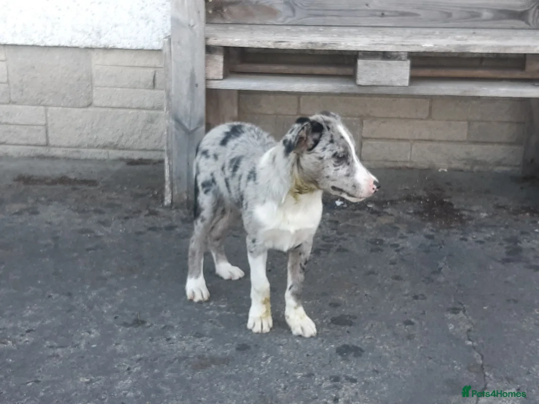 Border Collie dogs for sale: Border Collie pups for sale in Carmarthen - Advert 2