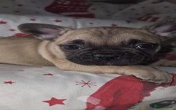 French Bulldog dogs for sale: 5 beautiful full frenchie pups  - Advert 6
