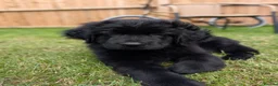 Newfoundland dogs for sale: 9 weeks old Newfoundland puppy  - Advert 7