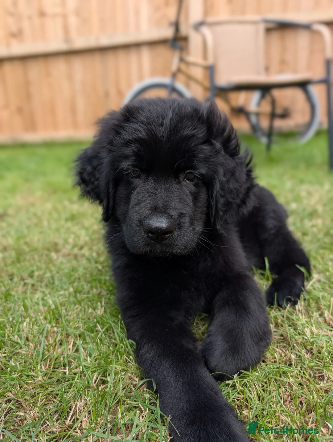 Newfoundland dogs for sale: 9 weeks old Newfoundland puppy  - Advert 7