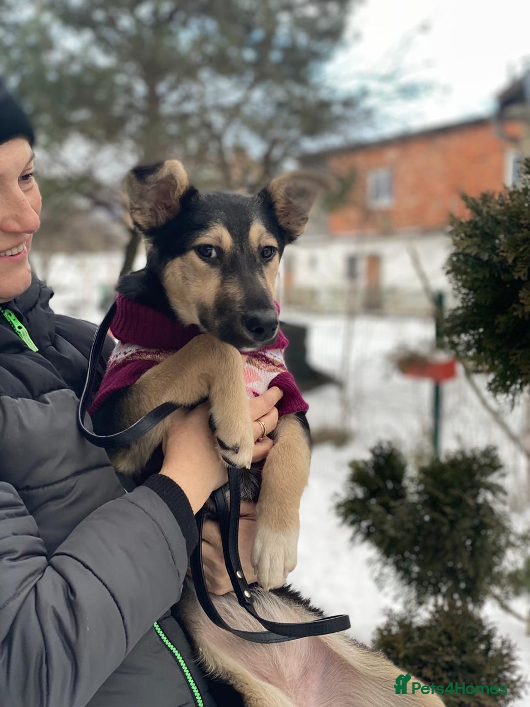 Mixed Breed dogs for adoption: ❤️ZITA&GITA❤️ – Together or Separately - Advert 14