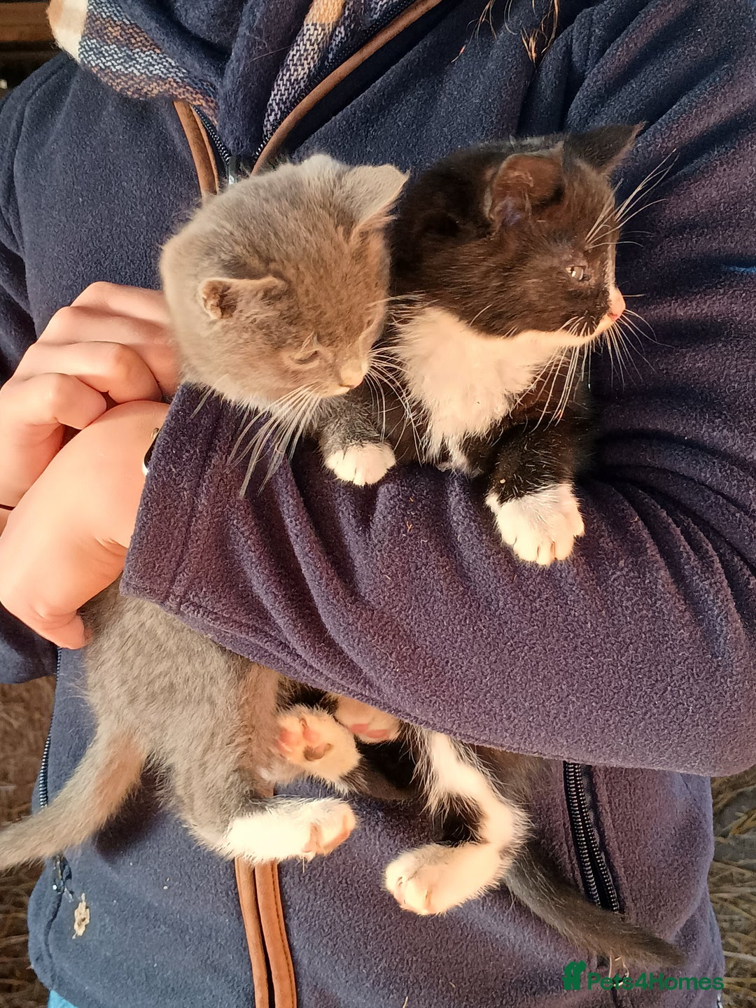 Mixed Breed cats for sale: Kittens for sale - Advert 2