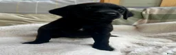 Labrador Retriever dogs for sale: KC reg Labrador , health tested parents  - Advert 15