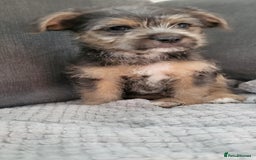 Mixed Breed dogs for sale: Jack russel cross pomeranian puppies  - Image 7