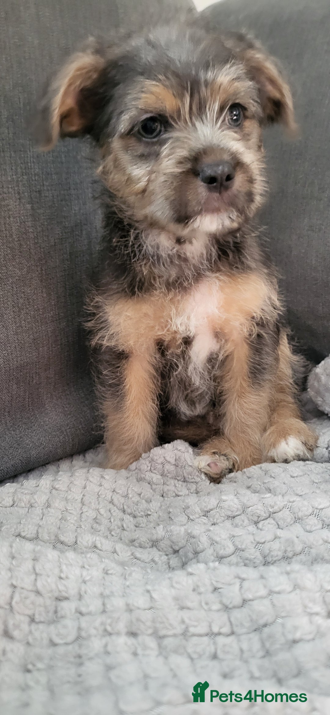 Mixed Breed dogs for sale: Jack russel cross pomeranian puppies  - Image 7