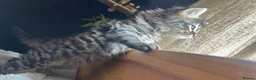 Mixed Breed cats for sale: Stunning Maine cross for sale  - Advert 6