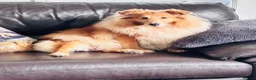 Shetland Sheepdog dogs for sale: Beautiful sable Shetland sheepdog girl  - Advert 5