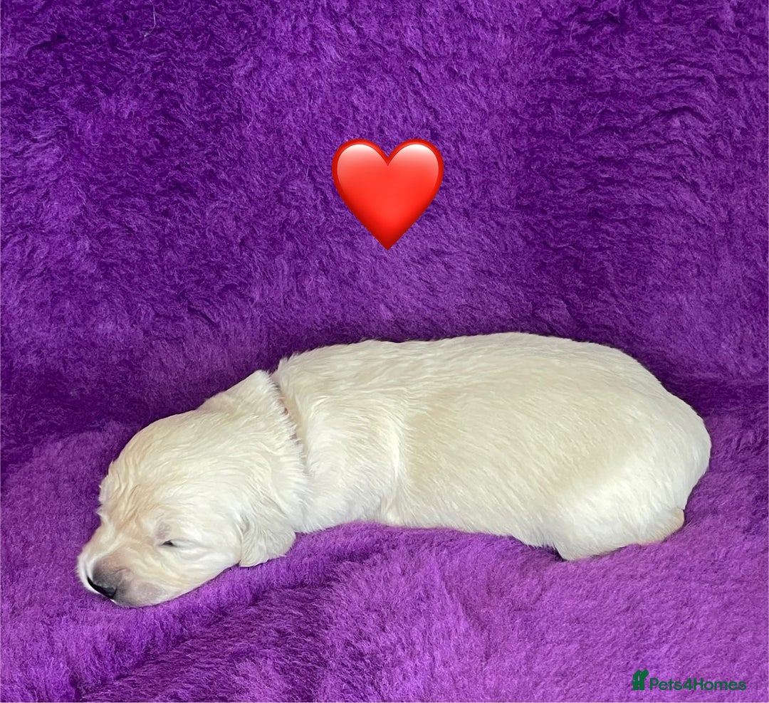 Golden Retriever dogs for sale: KC Reg Cream Boys from health tested parents.  - Image 4