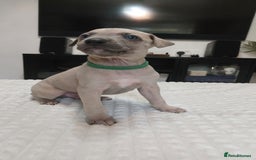 Whippet dogs for sale: Whippet pups  - Image 7