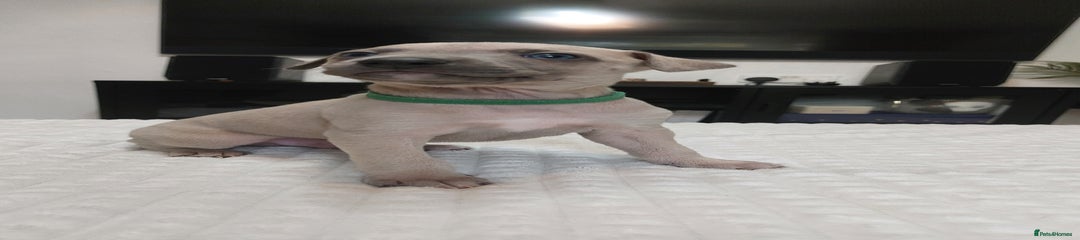 Whippet Puppy 5