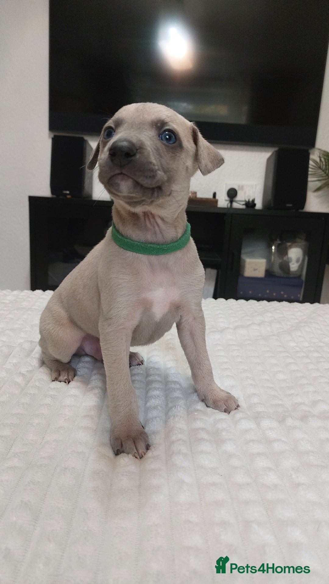 Whippet dogs for sale: Whippet pups  - Image 7