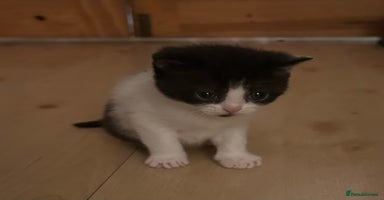 Exotic cats 3 Exotic x kittens for sale - Advert 16