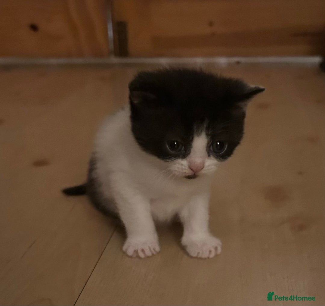 Exotic cats for sale: 3 Exotic x kittens for sale - Advert 2