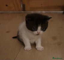 Exotic cats 3 Exotic x kittens for sale - Advert 4