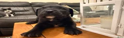 Mixed Breed dogs for sale: Beautiful puppys looking 4 forever homes  - Advert 24