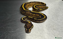 Python Snake reptiles for sale: Super Gravel Ball python (Male)  - Image 3