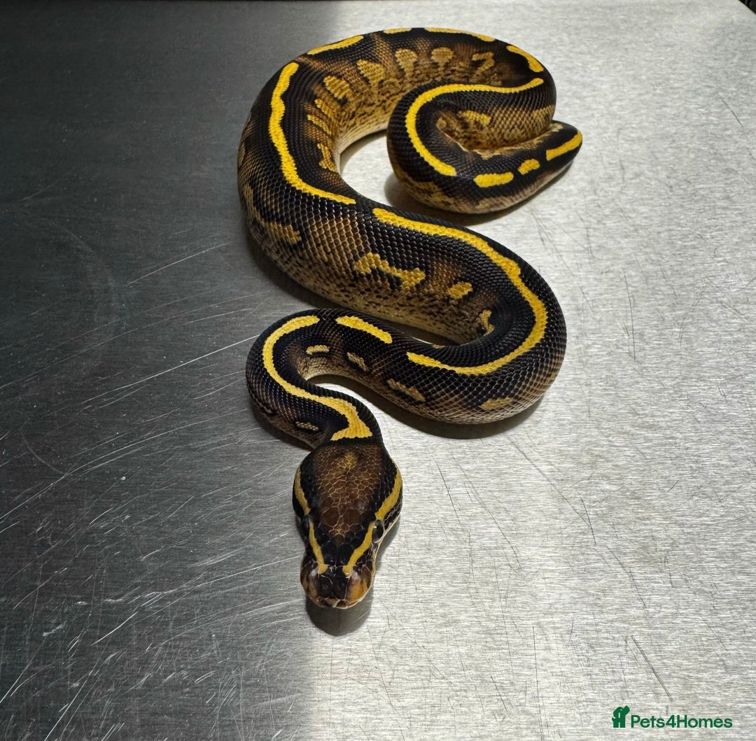 Python Snake reptiles for sale: Super Gravel Ball python (Male)  - Image 3