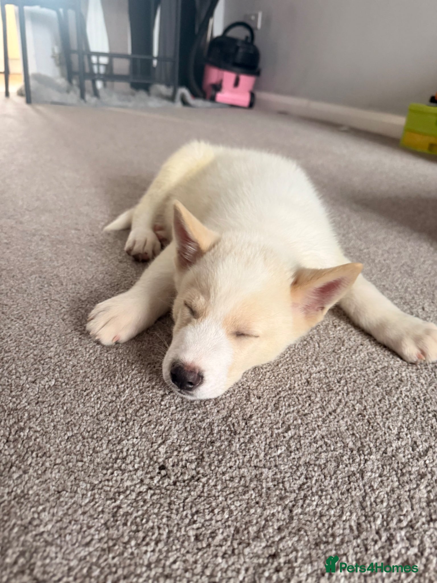 Huskita dogs Huskita puppy - Advert 10