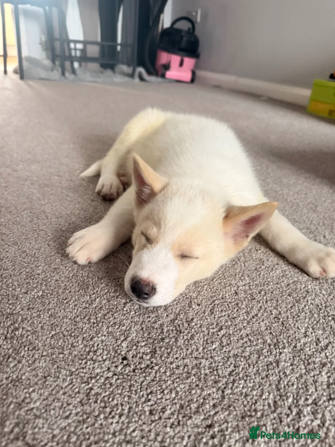 Huskita dogs for sale: Huskita puppy - Advert 1