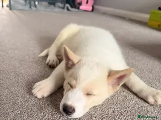 Huskita dogs Huskita puppy - Advert 2