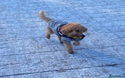 Toy Poodle dogs for stud: RED TOY POODLE KC REGISTERED PROVEN STUD in Derby - Image 17
