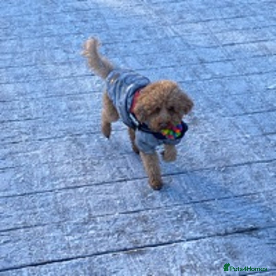 Toy Poodle dogs for stud: RED TOY POODLE KC REGISTERED PROVEN STUD in Derby - Image 17