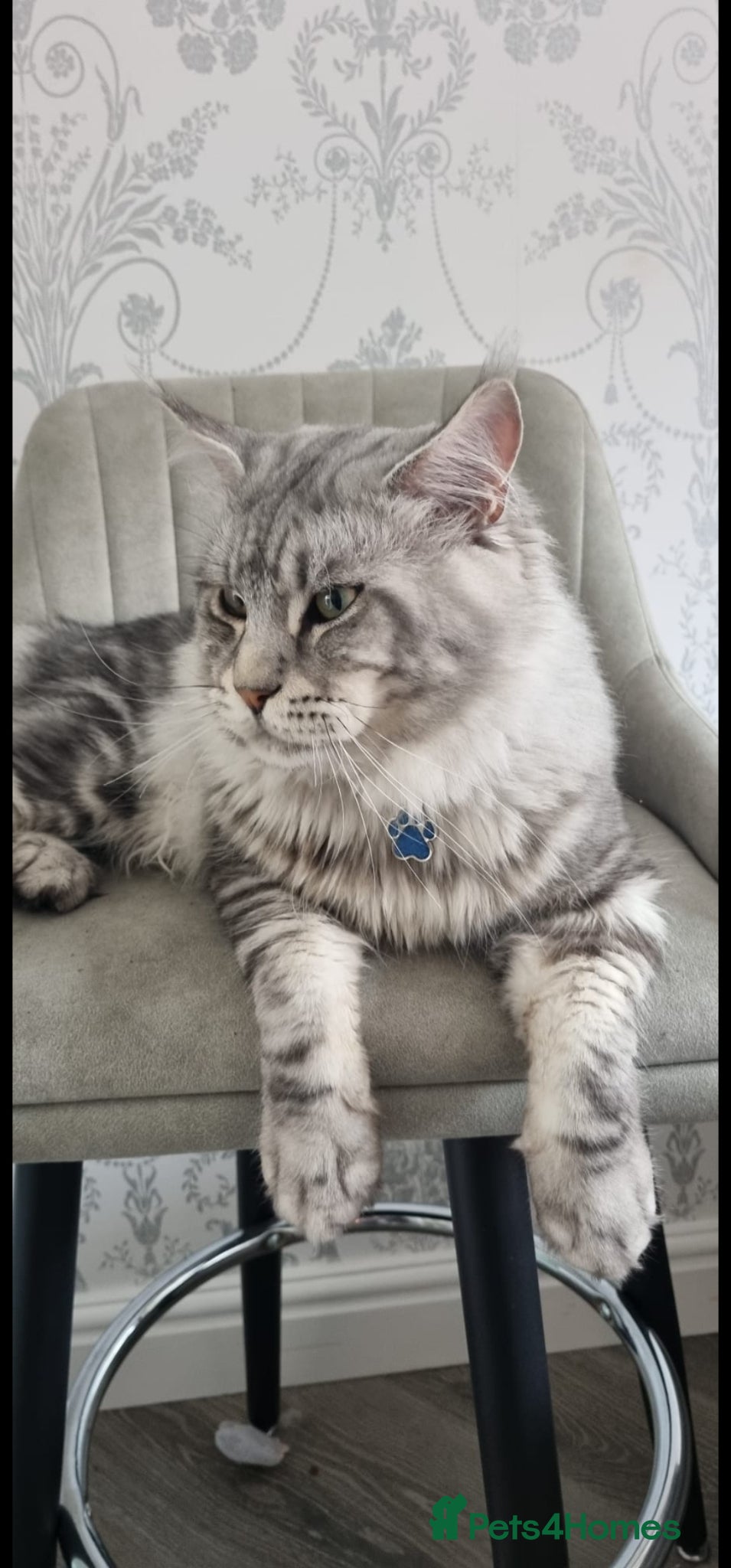 Maine Coon cats XL Tica Stud, Russian Lines, in Boots advert 2025 - Advert 2