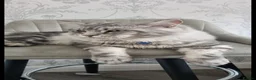 Maine Coon cats for stud: XL Tica Stud, Russian Lines, in Boots advert 2025 - Advert 4