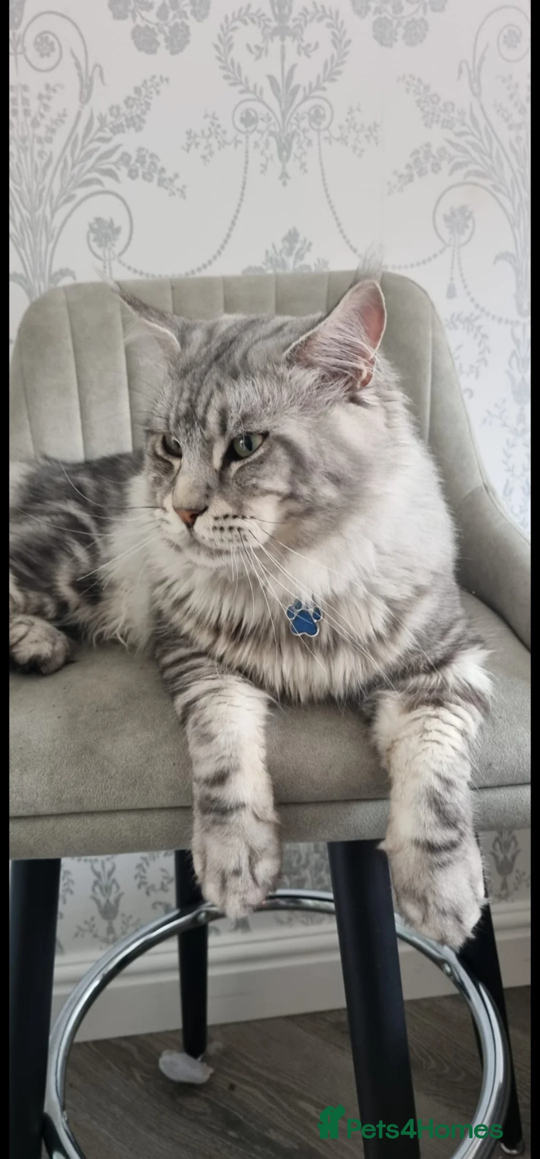 Maine Coon cats for stud: XL Tica Stud, Russian Lines, in Boots advert 2025 - Advert 1