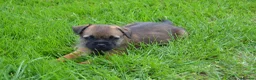Border Terrier dogs for sale: Border Terrier Puppies - Advert 4