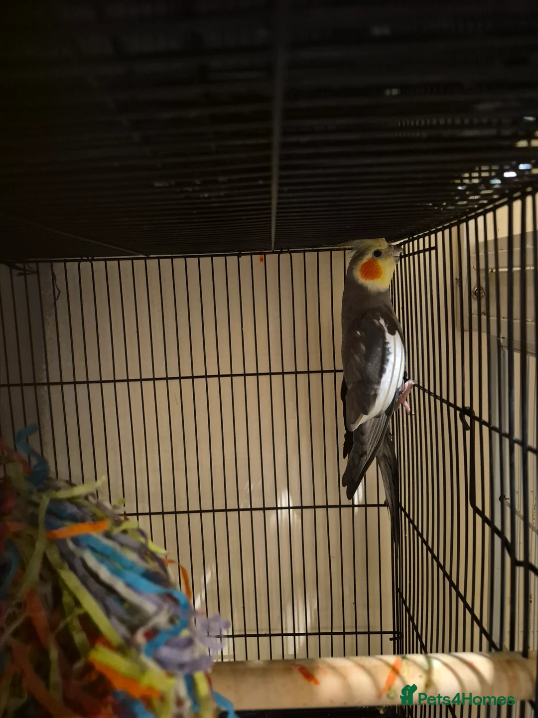 Budgerigars birds for sale: lots of different baby cockatiels  - Advert 2