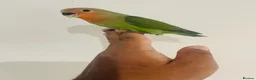 Lovebirds birds for sale: Hand reared lovebirds for sale  - Advert 9