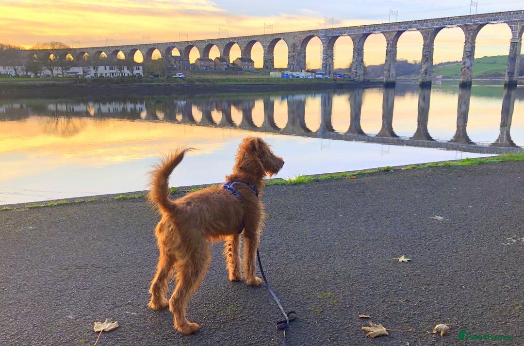 Irish Terrier dogs for sale: Irish Terrier pups expected early December  - Image 9