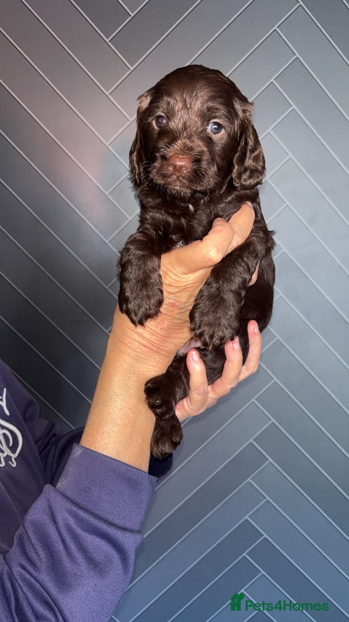 Cockapoo dogs 4 beautiful cockapoo pups all boys - Advert 1