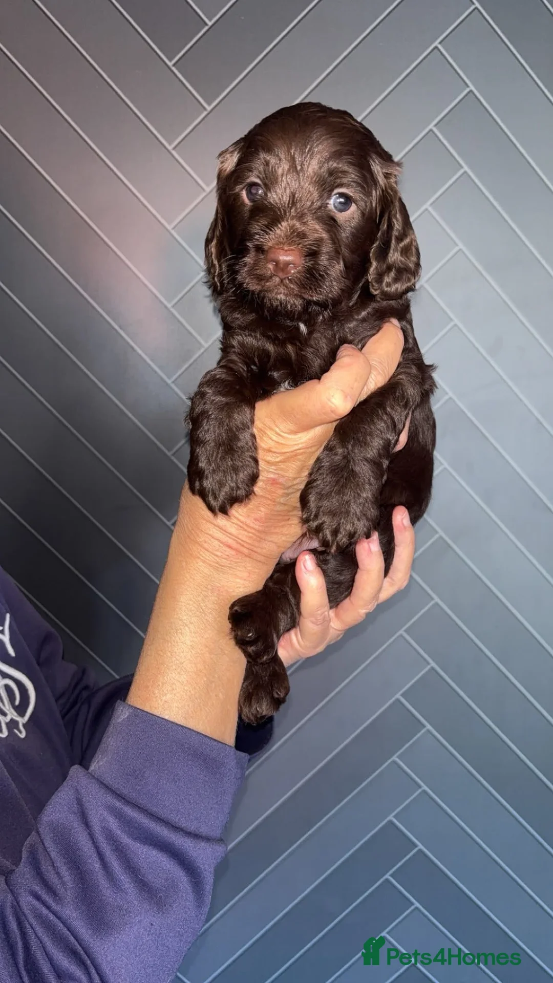 Cockapoo dogs for sale: 4 beautiful cockapoo pups all boys - Advert 1