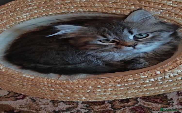 Siberian cats - Advert 1