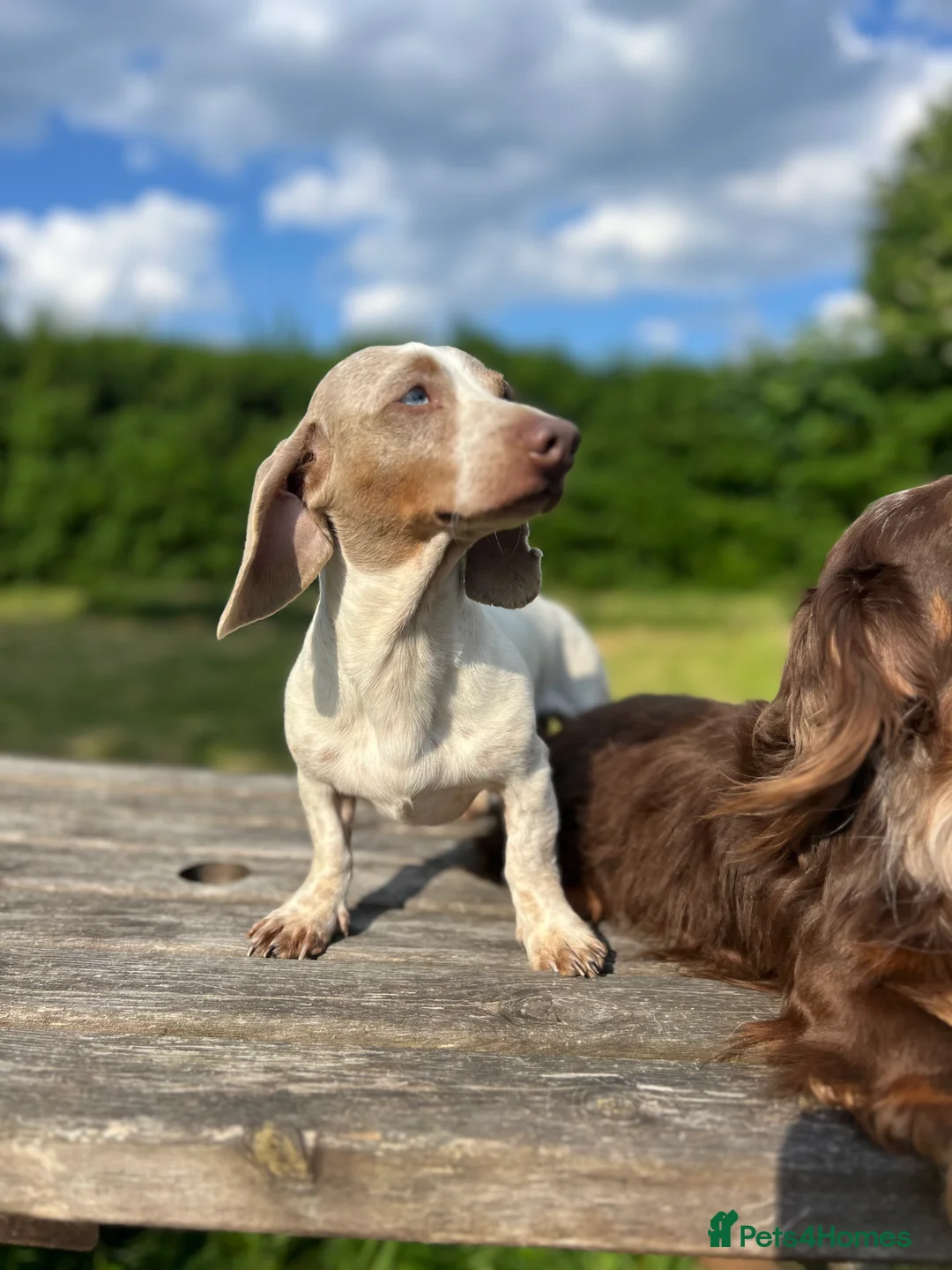 Miniature Dachshund dogs for stud: Long & Short Haired Studs – Mobile Available in Oldham - Advert 7