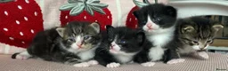 Mixed Breed cats for sale: Beautiful mixed breed kittens  - Advert 3