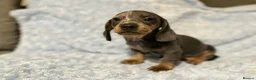 Miniature Dachshund dogs for sale: 7 beautiful puppies available  in Bradford - Advert 19