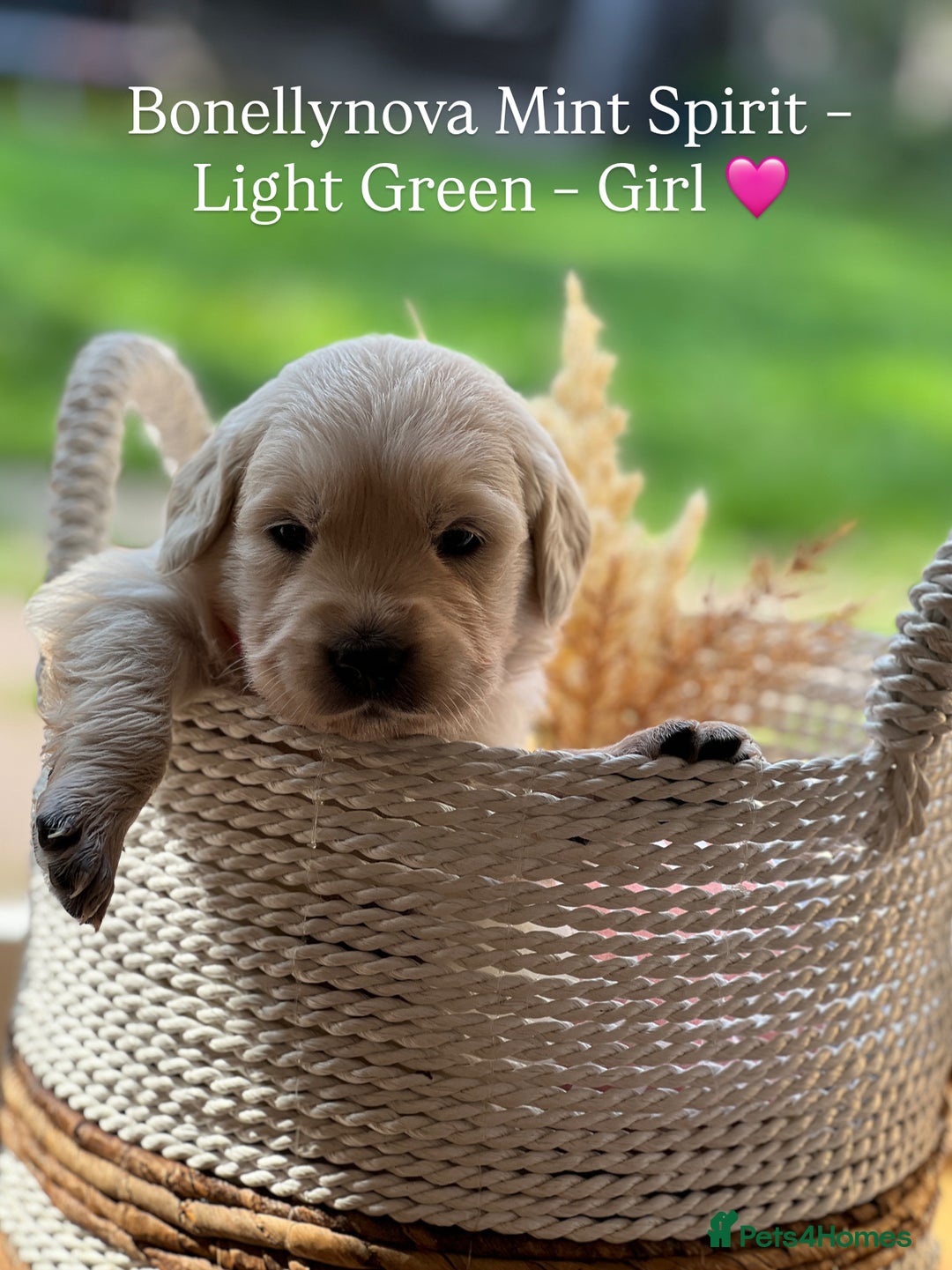 Golden Retriever dogs for sale: Kc Registered Golden retrievers puppies 🐶 - Image 8