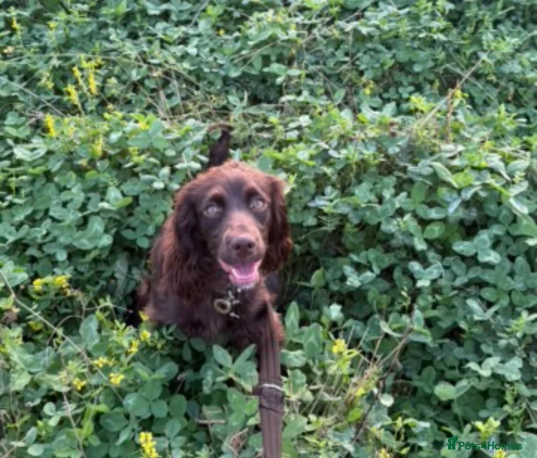 Cocker Spaniel dogs for sale: Cocker Spaniels looking for their forever home  in Ross-on-Wye - Advert 2