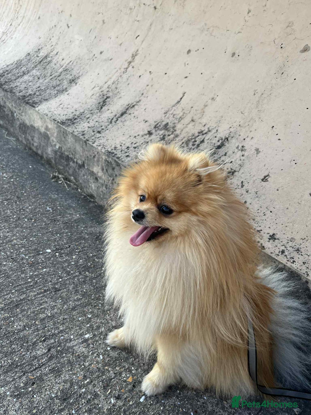 Pomeranian dogs for sale: KC registered Pomeranian puppies - Image 28