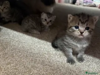 Mixed Breed cats 5 beautiful kittens looking for forever home - Advert 3