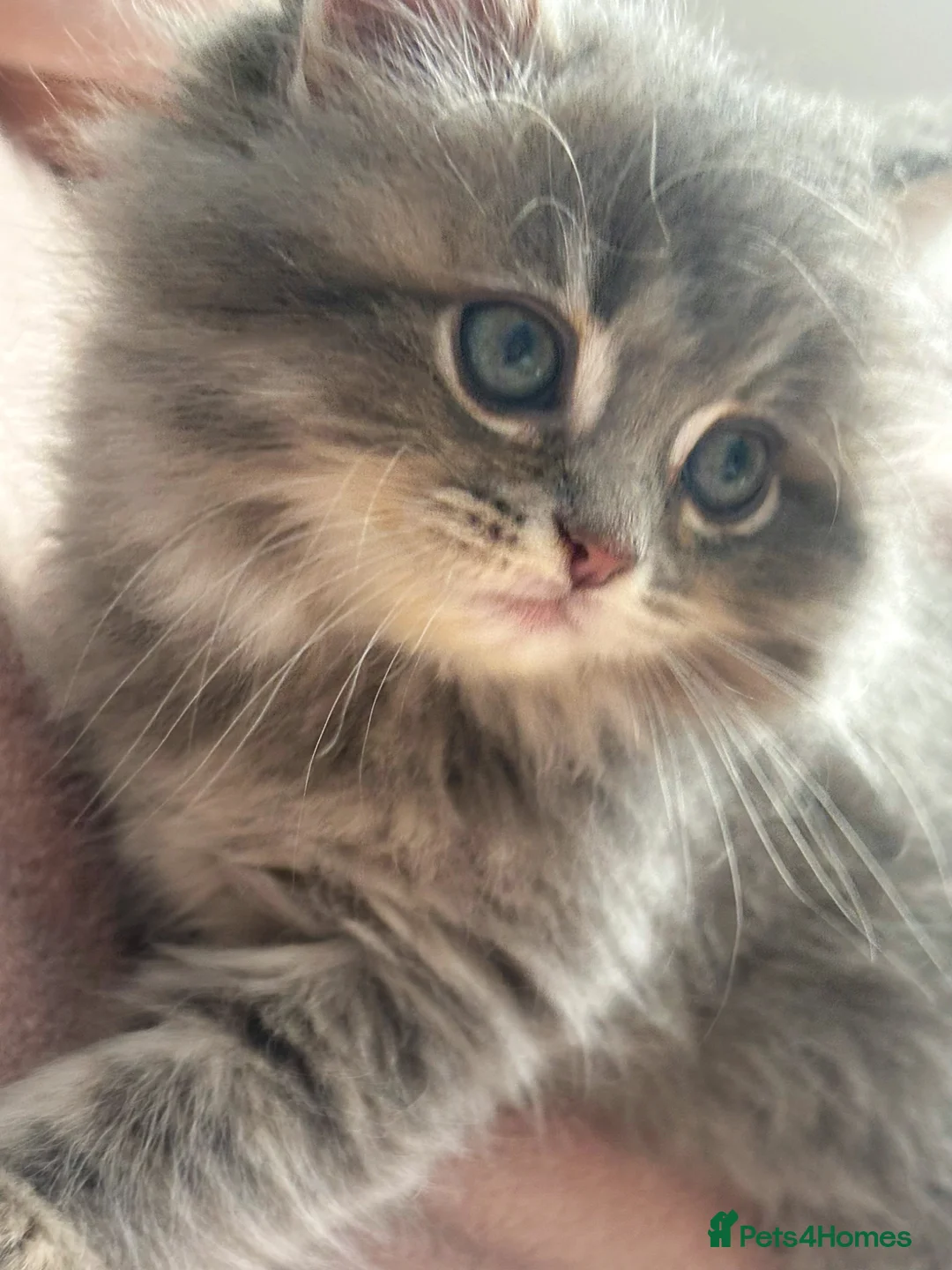 Scottish Fold cats for sale: Absolutely stunning Scottish straight kittens  - Advert 1