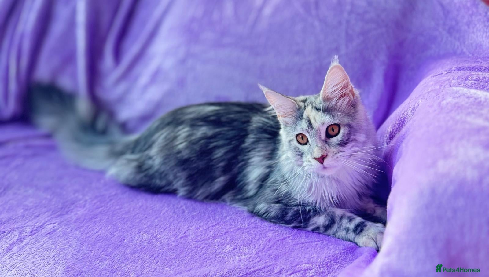 Maine Coon cats 🩷 Stunning Silver Girl she is so cuddly 🩷 - Advert 1