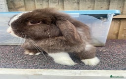 Mini Lop rabbits for sale: Chocolate split doe  - Image 1