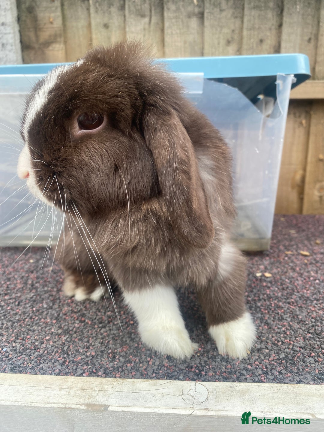 Mini Lop rabbits for sale: Chocolate split doe  - Image 1